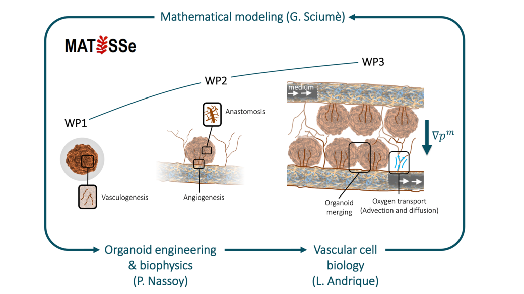 Multiphase modeling of vascularized tissues